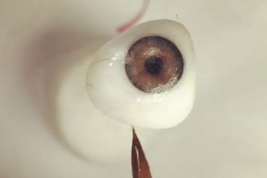 Detalle del iris pintado, con las fibras y el collarete marcados